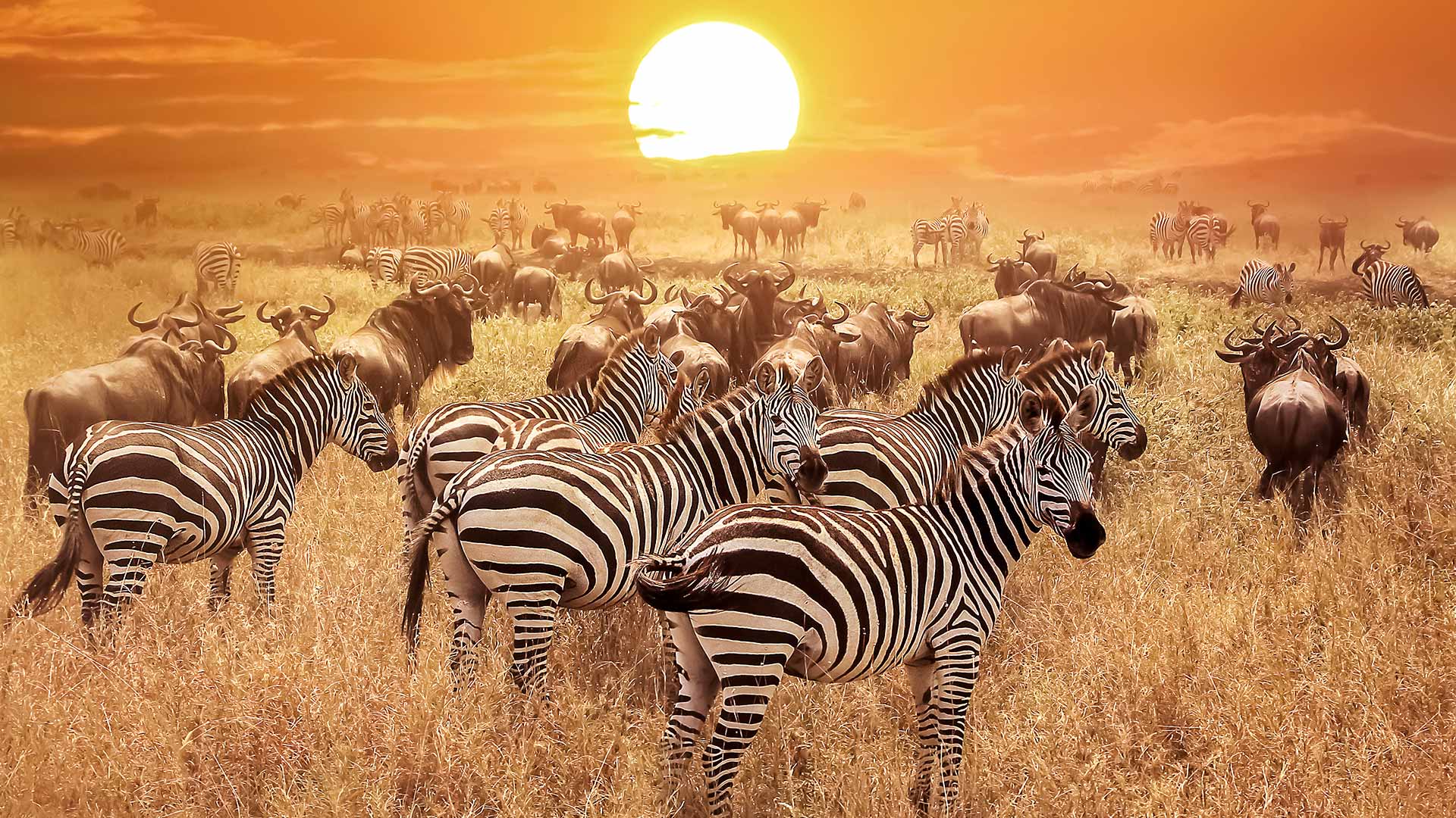 africa